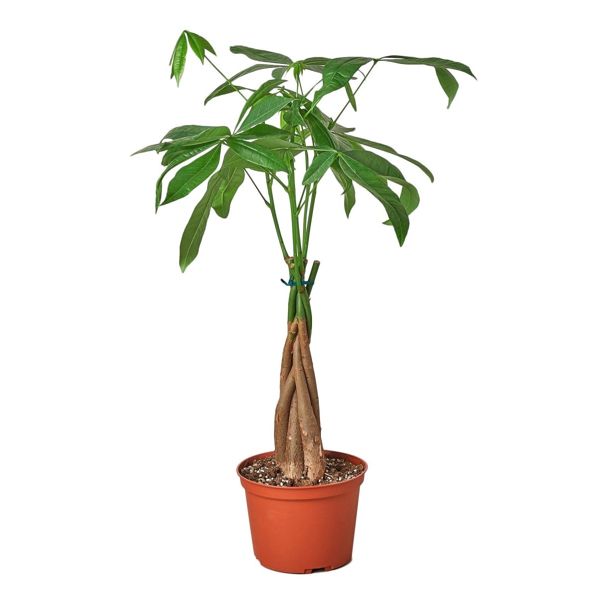 Money Tree 'Guiana Chestnut' Pachira Braid - Lilishomespark